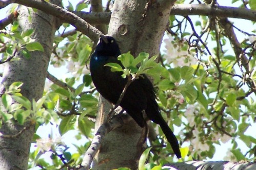 common grackle bird. Here#39;s a Common Grackle posing